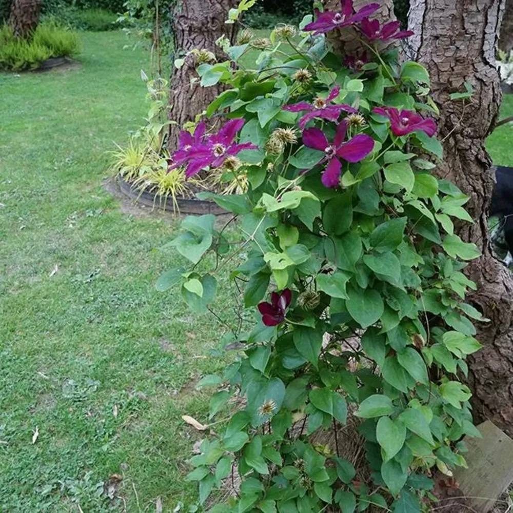 Clématite 'westerplatte' - clematis 3l - 90/120cm