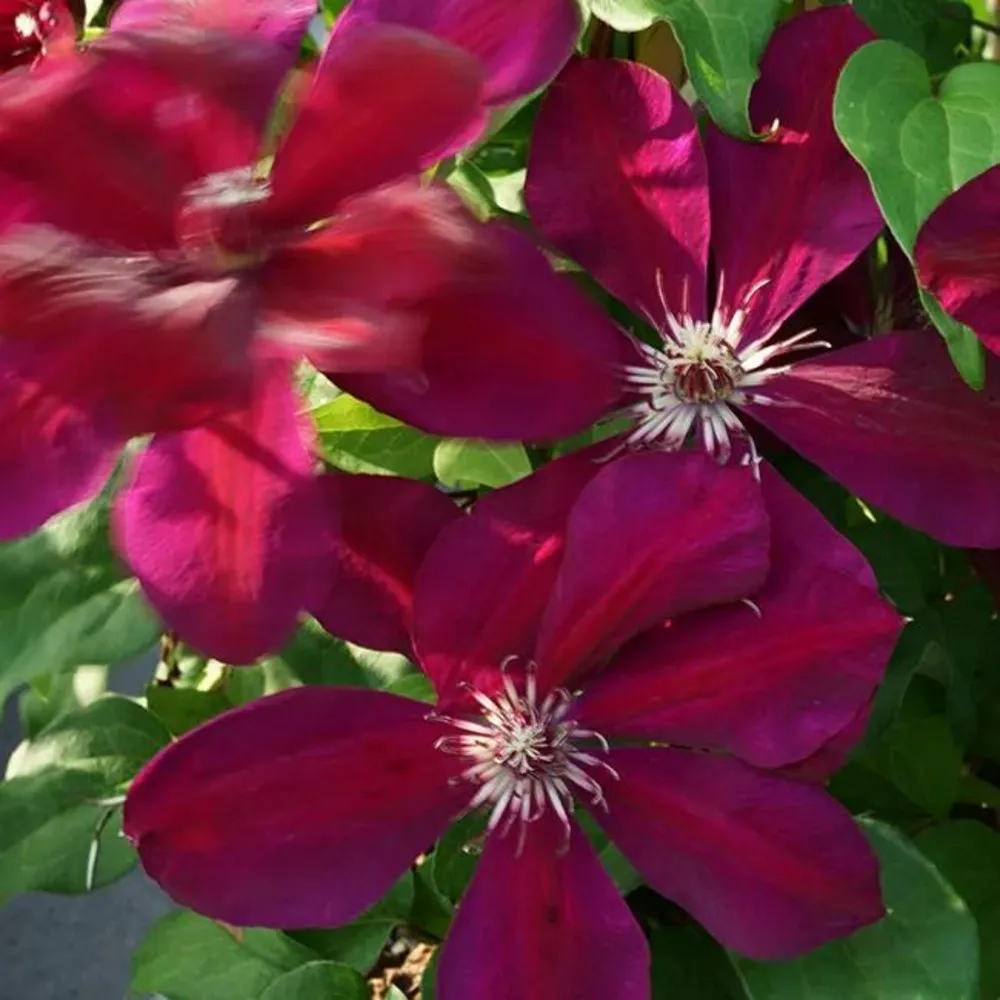 Clématite 'westerplatte' - clematis 3l - 90/120cm